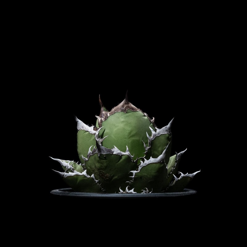 アガベ 黒桃 スペード チタノタ オテロイ アガベ チタノタ 黒桃Agave titanota 'Spade'1Ducks