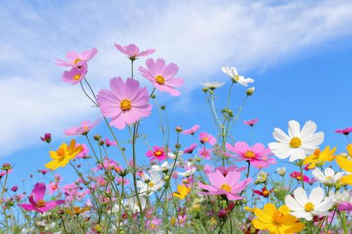 フリー写真敷き詰められたカラフルなバラの花でアハ体験GAHAG著作権フリー写真・イラスト素材集 - GAHAG著作権フリー 写真・イラスト素材集
