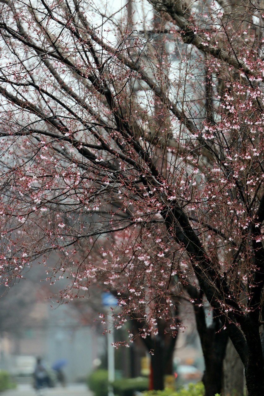 桜ドライブ…東別院（真宗大谷派名古屋別院） | 風待ち草2