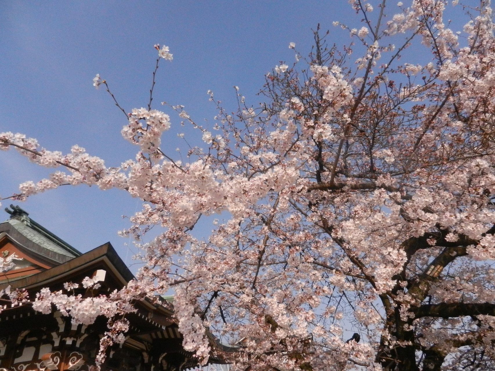 ご近所の桜 －八幡山古墳・鶴舞公園・東別院－ : いわしののんびり遊泳