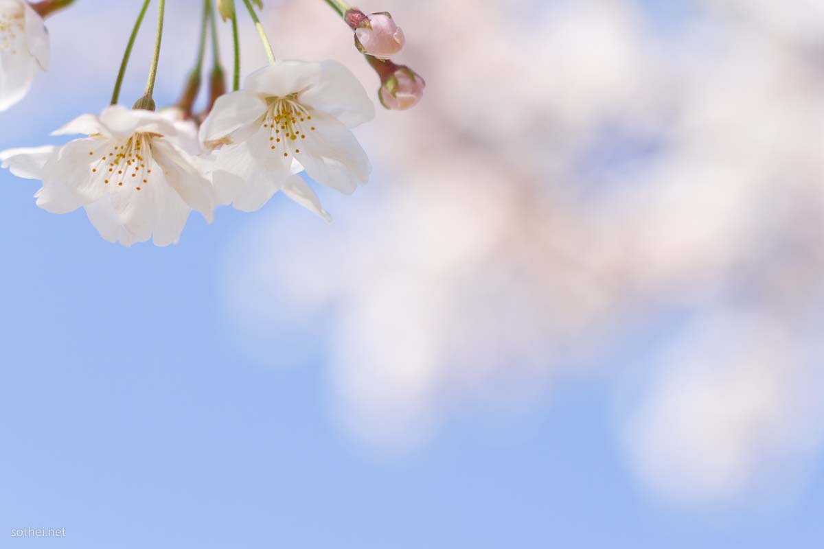 チケット・バナー背景素材集Illustratorの背景素材 AI・EPS・WORD・EXCEL・POWERPOINT・商用可