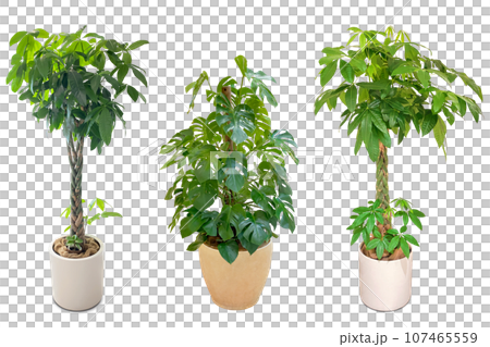 透過素材50点 観葉植物 png- sozaiya-create - BOOTH