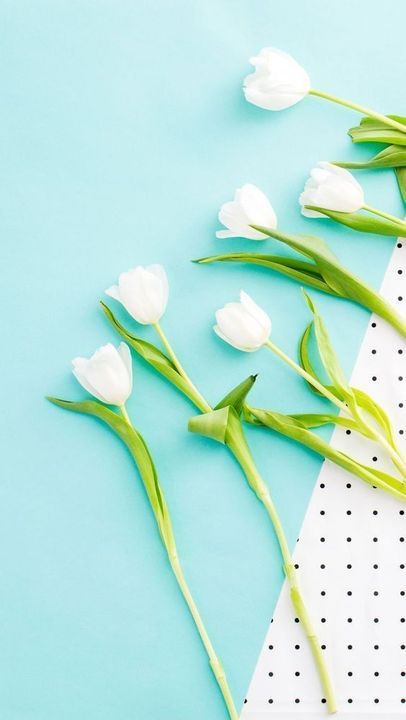 ガーベラの花言葉とは？色別の意味やプレゼントの贈り方を解説！花・花束を贈るフラワーギフト通販の 日比谷花壇 公式