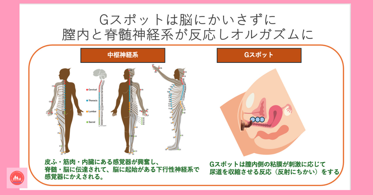 Gスポットの見つけ方と開発方法！攻め方やおすすめ体位を徹底解説｜風じゃマガジン