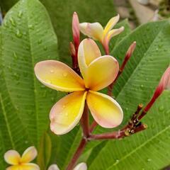 cute netong Hawaiian Plumeria