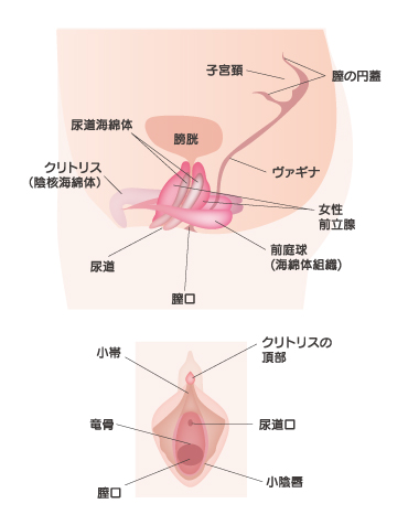 ついにデリケートゾーンの美容整形手術を体験！ 名医に聞く、失敗しないためのポイントとは？【フェム活マニア・惣流マリコの攻めるエイジングケア  vol.10】｜ハーパーズ バザー（Harper's