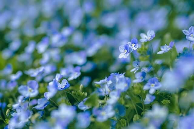 ベロニカってどんな花？基本情報から名前の由来や花言葉を紹介！ | 花を知る場所