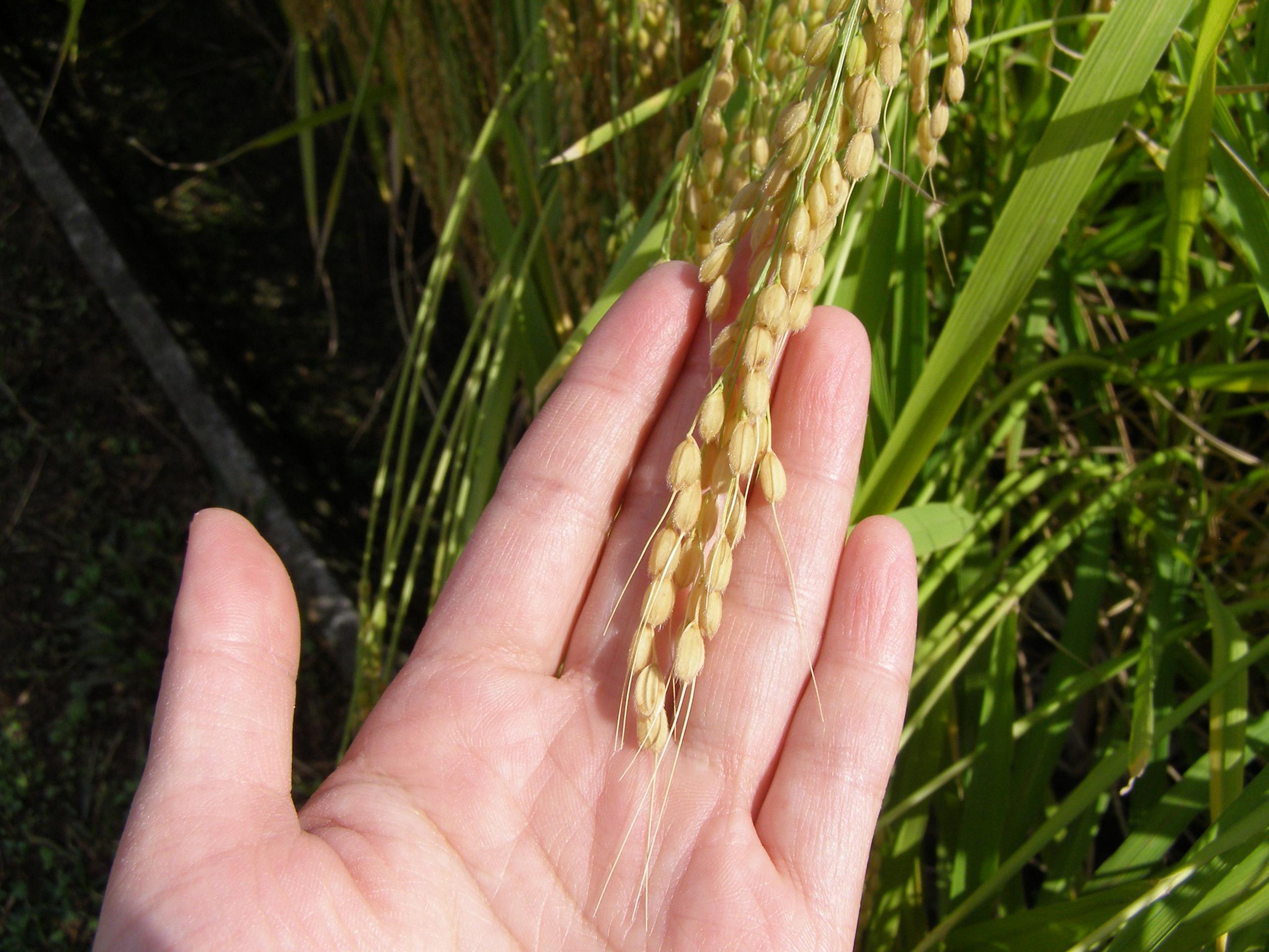 稲ロゴラベル 雄町65レッドSakenomy - 日本酒を知り、日本を知る