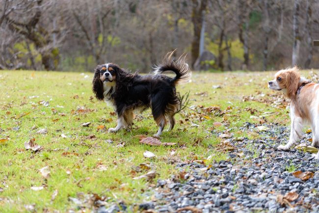 群馬県でトイプードルの子犬を探す｜ブリーダーナビ