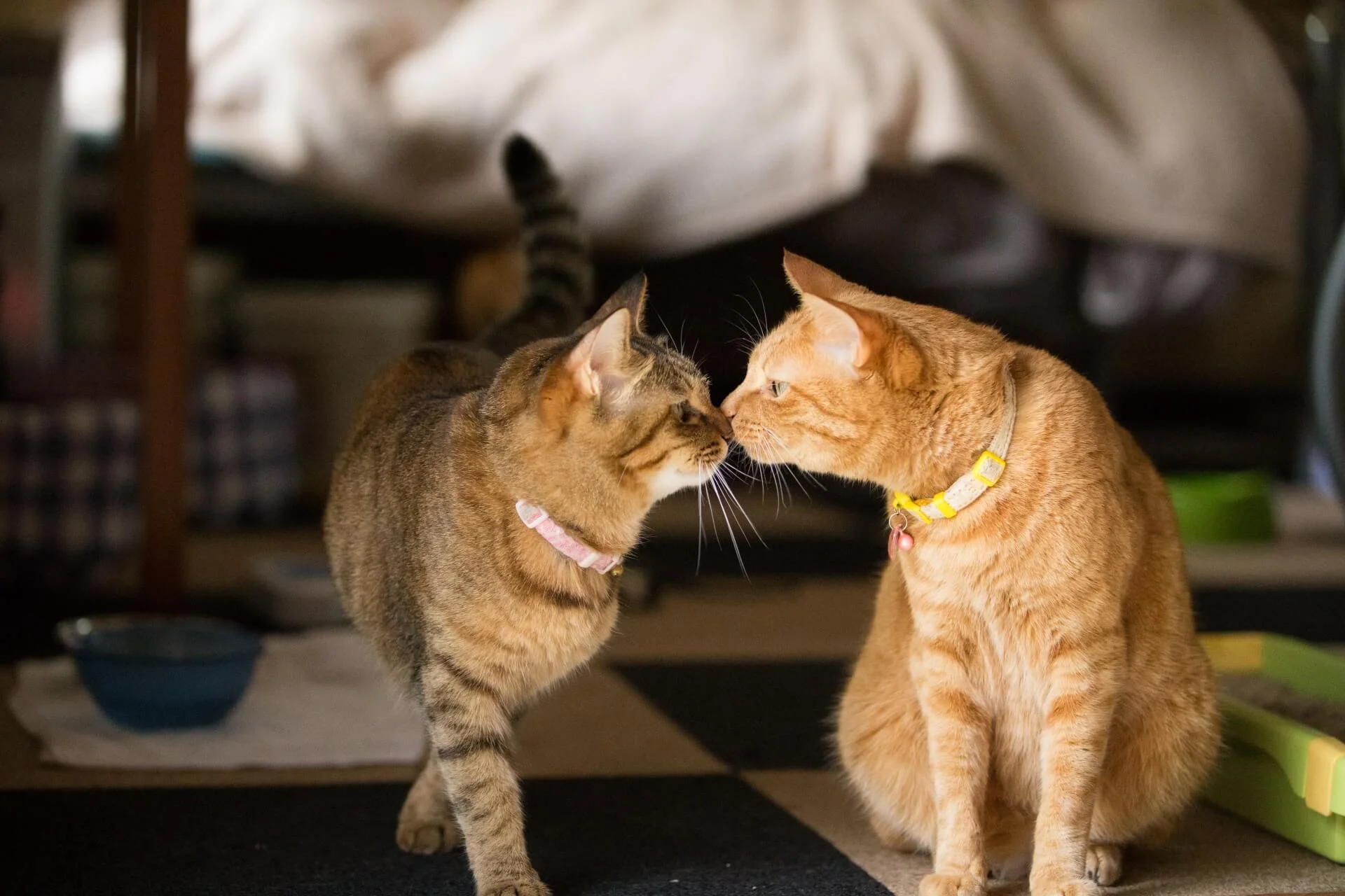 鼻と鼻を合わせるキス、エスキモーキスの魅力 | 広がるネット