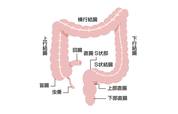 S状結腸憩室症 大腸憩室症の教科書を執筆しました | 世田谷区桜新町の せたがや内科・消化器クリニック