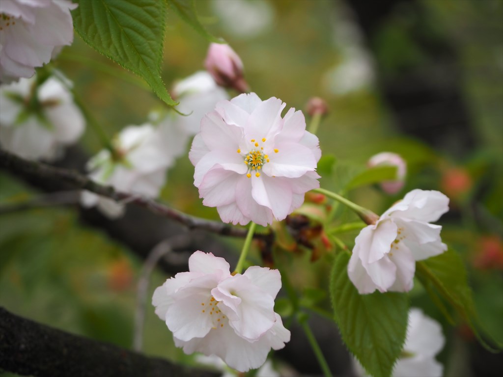 庭園の桜がつぼみを残しつつも色づき始めています。 当館でお花見ができる一般公開日は、4月3日(水)～5日(金)を予定しております。  ぜひ、当館の庭園へお花見にいらしてください！ #国立京都国際会館