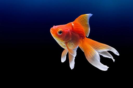 カラフルなコイ魚,またはニシキゴイ,またはアムールカープの大規模なグループは,彼らに投げられた食品粉砕物の滴を積極的に追求しています 750526636