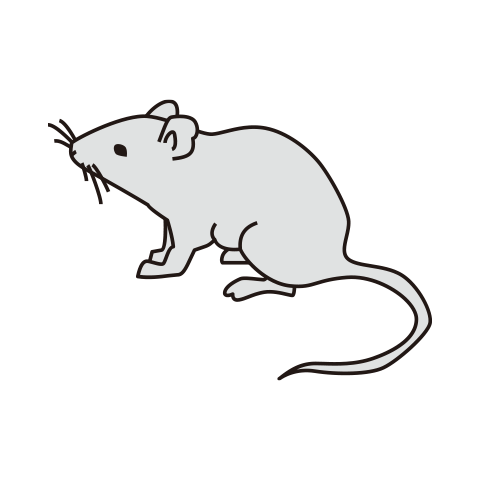ネズミ マウス 研究 繁殖のイラスト素材 - PIXTA