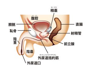 前立腺責めのやり方とコツ！気持ちいい前立腺マッサージの方法をイラストで解説