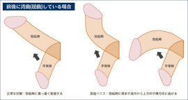 デカければ女の子が喜ぶ」は大間違い！女の子がヒーヒー悦ぶ「名刀ペニス」とはどんなペニス？ | 日刊SODオンライン