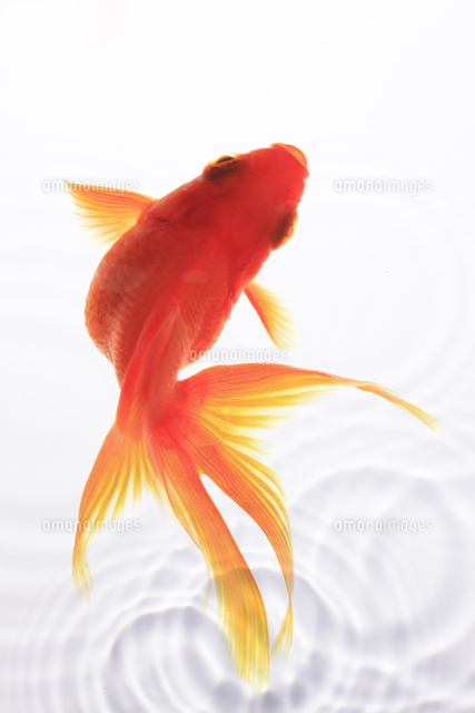 金魚 07800011234 の写真・イラスト素材アマナイメージズ