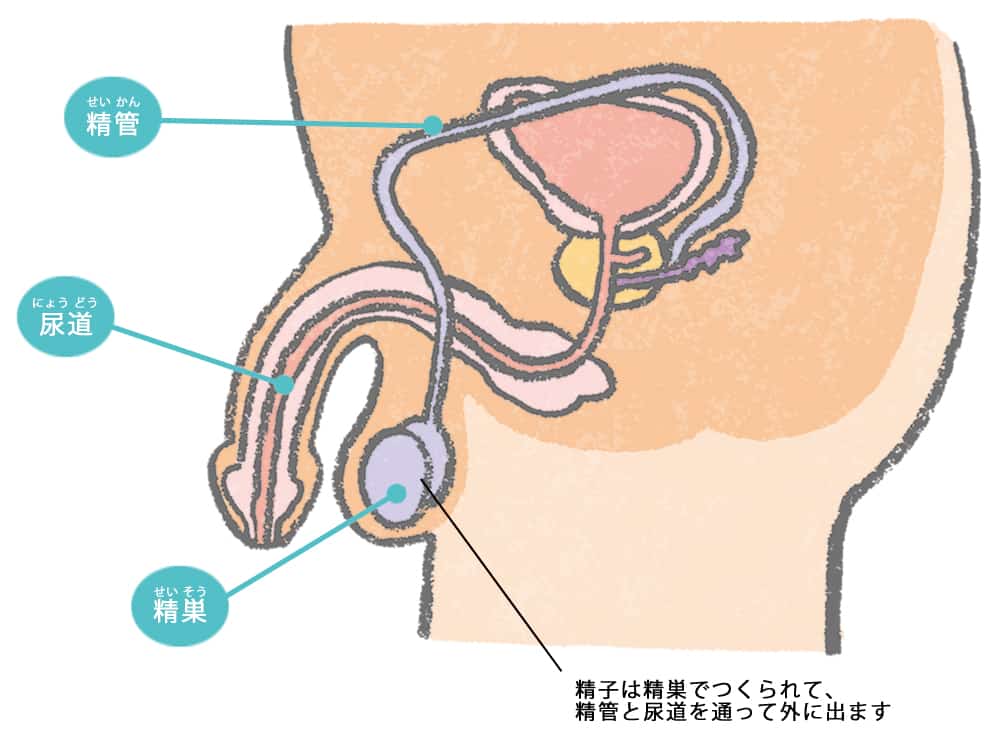 今はくだらなく夢精するひふみとか描いて楽しくやってますけどやっぱ月末には.. | まみぞ さんのマンガ |