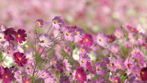 花束のアイコンイラストフリー素材透過、PNG画像、ベクトル、PSDと無料ダウンロード Pngtree