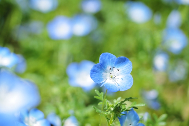 ありがとうの花言葉：出会いに感謝を込めて贈る花：特別な意味を持つお花