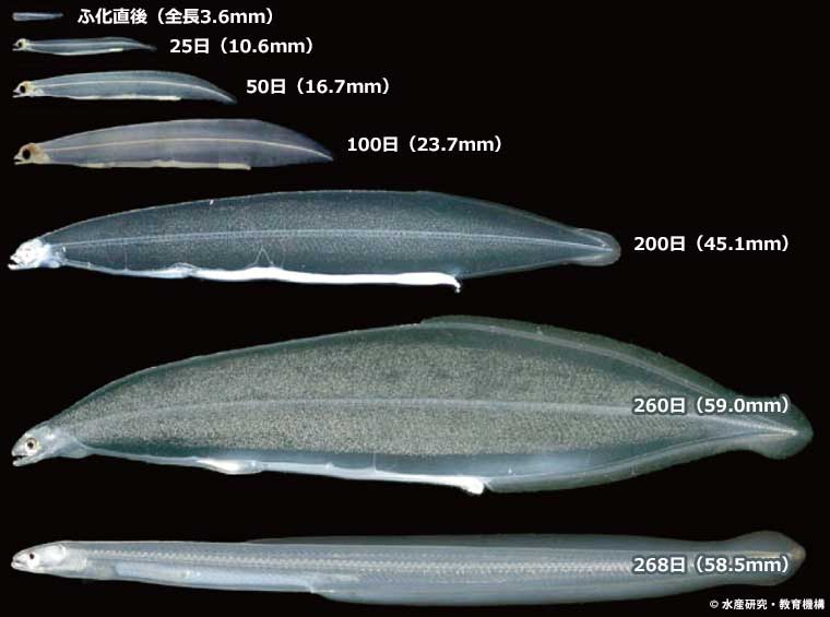 カニカゴやお魚キラーを使うと漁業権侵害 : 釣りキチ・マチャの『三平三平によろしく』