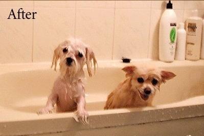 Bloggerで画像の横に文字列を流し込むとき - Kujipedia