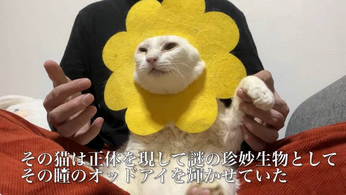 Amazon | しろねこ。「はやくかえってきてね。」落書き猫【どうぶつフレンズ】白猫 かわいい動物の顔 ゆるかわ