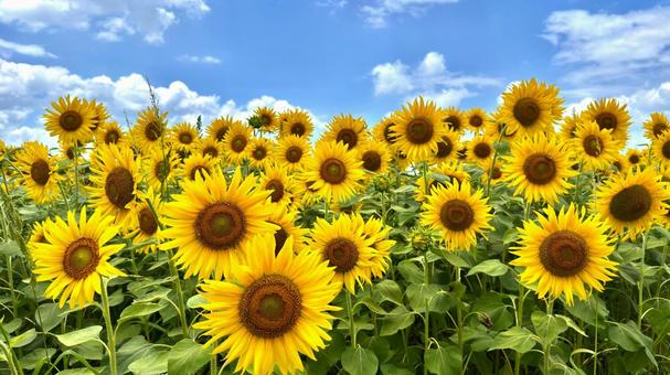 可愛いイラスト無料背景 シンプル フレーム 青色 − free illustration Background simple frame blueイラストダウンロード