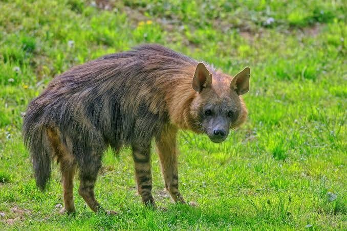 野生動物めくるめく性｜紗綾