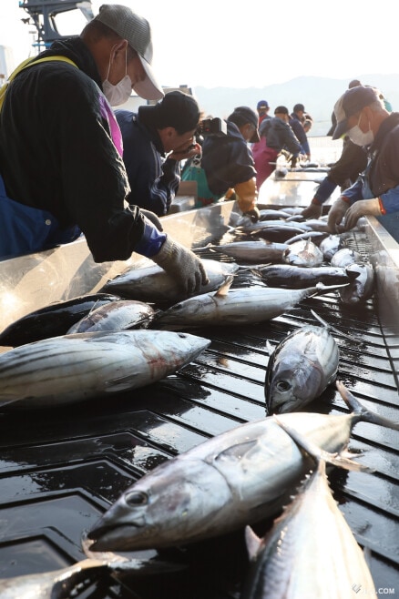 気仙沼のカツオ水揚げ量、辛くも首位確実で２６年連続日本一…漁獲は昨年の４分の１ : 読売新聞