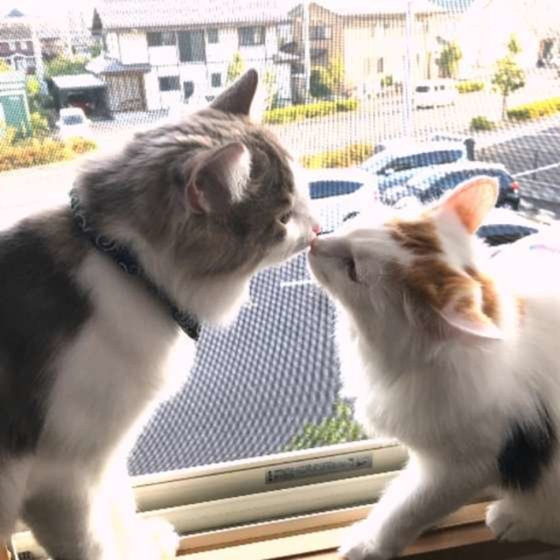 鼻へのキスはあり？なし？ | 恋の悩みはシンプリー