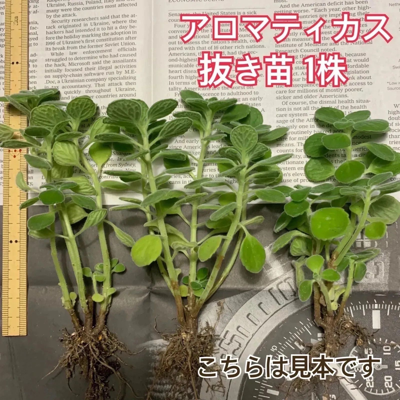 斑入りアロマティカス | RuPo 多肉植物専門店