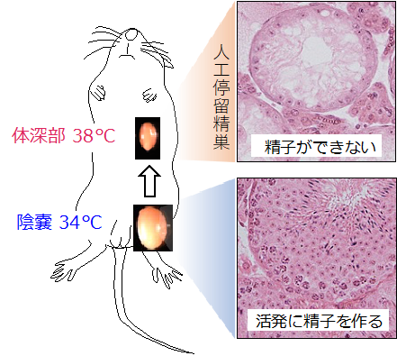 精子の誕生からの長い道程」について考える－Ｒ15－ - 団塊オヤジの短編小説goo