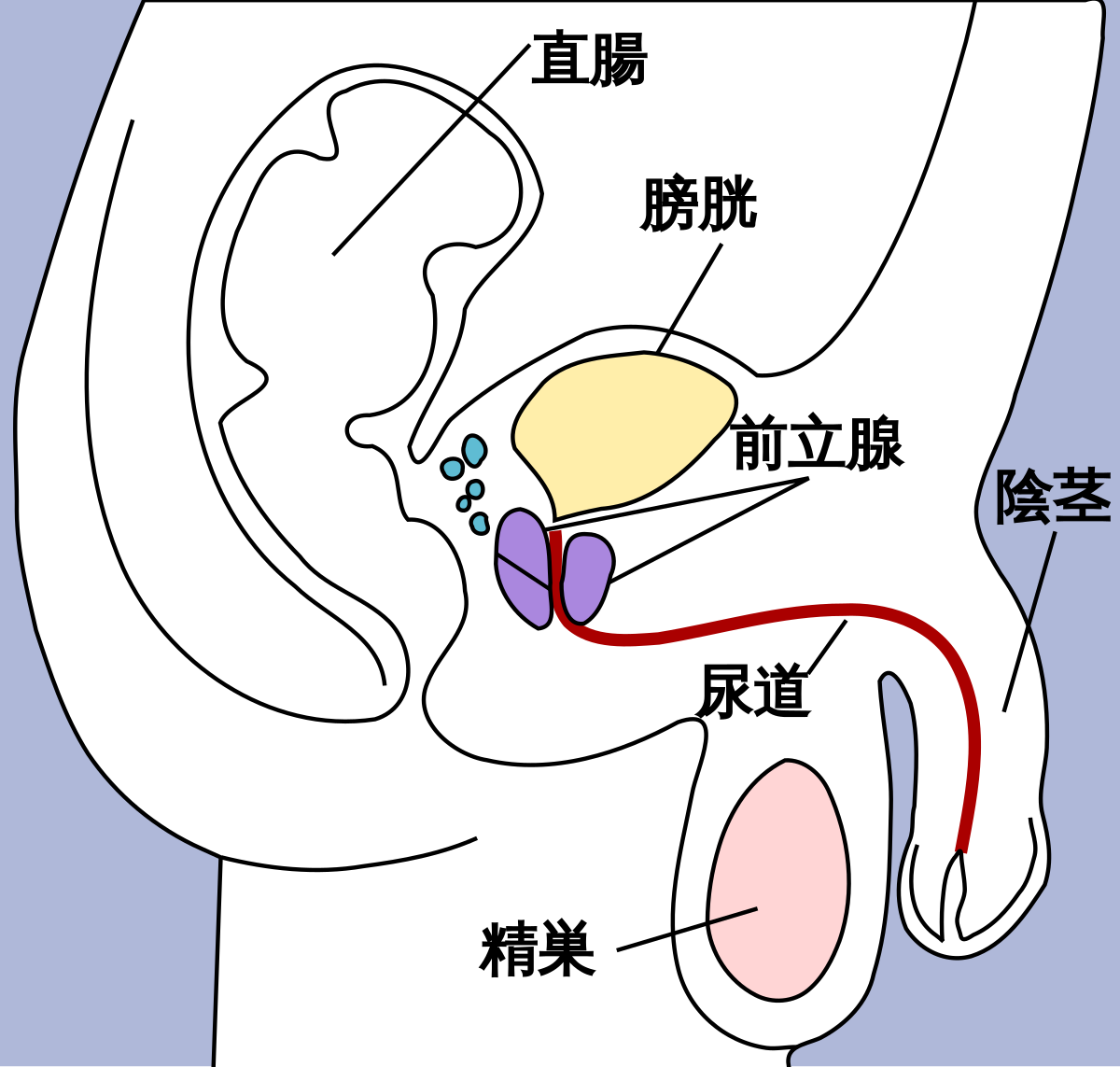 男性用機能性ボクサーパンツの機能説明 | SHEVAN