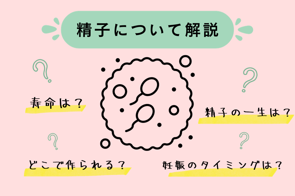 精子の製造と射精の仕組み｜【浜松町第一クリニック】