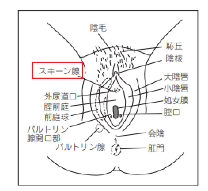 230714][KENTO]発明王カイン ～メスガキ絶対潮吹き作戦～ | ロリ×拘束×連続アクメ！生意気なメスガキが無限潮吹きするエロ漫画