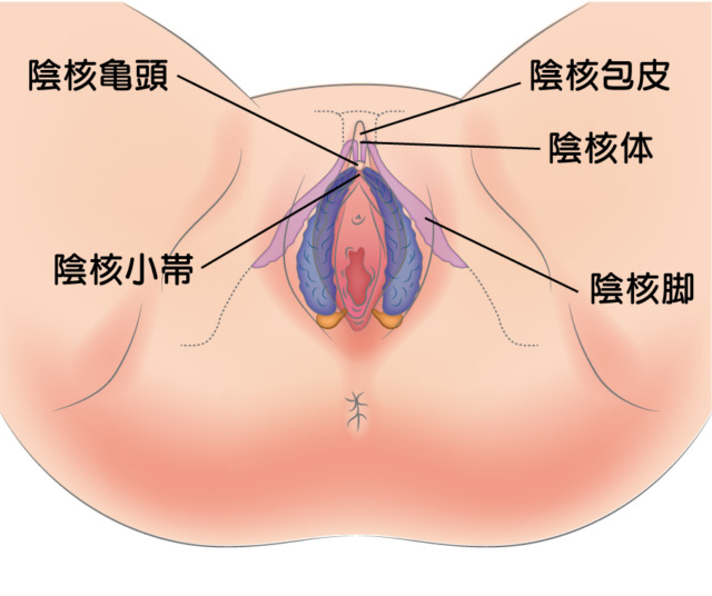 女性のクリトリスの場所や役割は？医師監修 - 夜の保健室