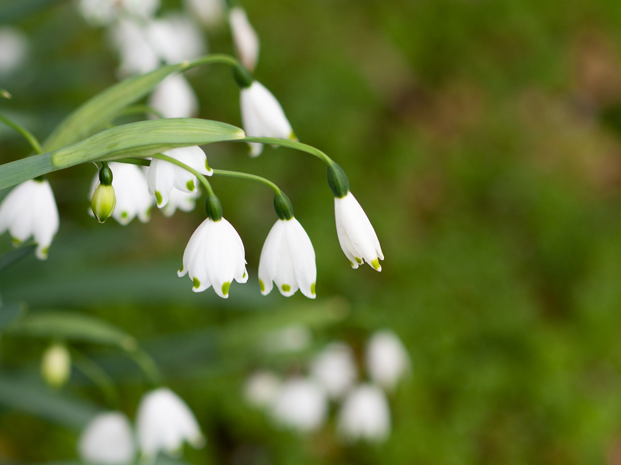 スズランイラストフリー素材透過、PNG画像、ベクトル、PSDと無料ダウンロード Pngtree