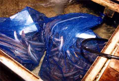 あなご筒・はも筒・あなご胴かご・はも胴かご中サイズ: せんぐ屋 - 通販 - Yahoo!ショッピング