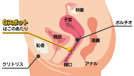 中イキのやり方をイラスト付き解説！Gスポットやポルチオの開発方法、イキやすくするコツを解説