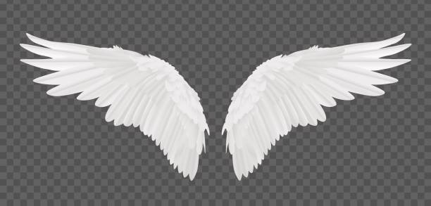 羽ブラシ - CLIP STUDIO ASSETS