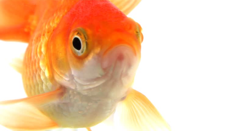 金魚, 魚, ひれ, はかり, 食物, 水中, 水族館