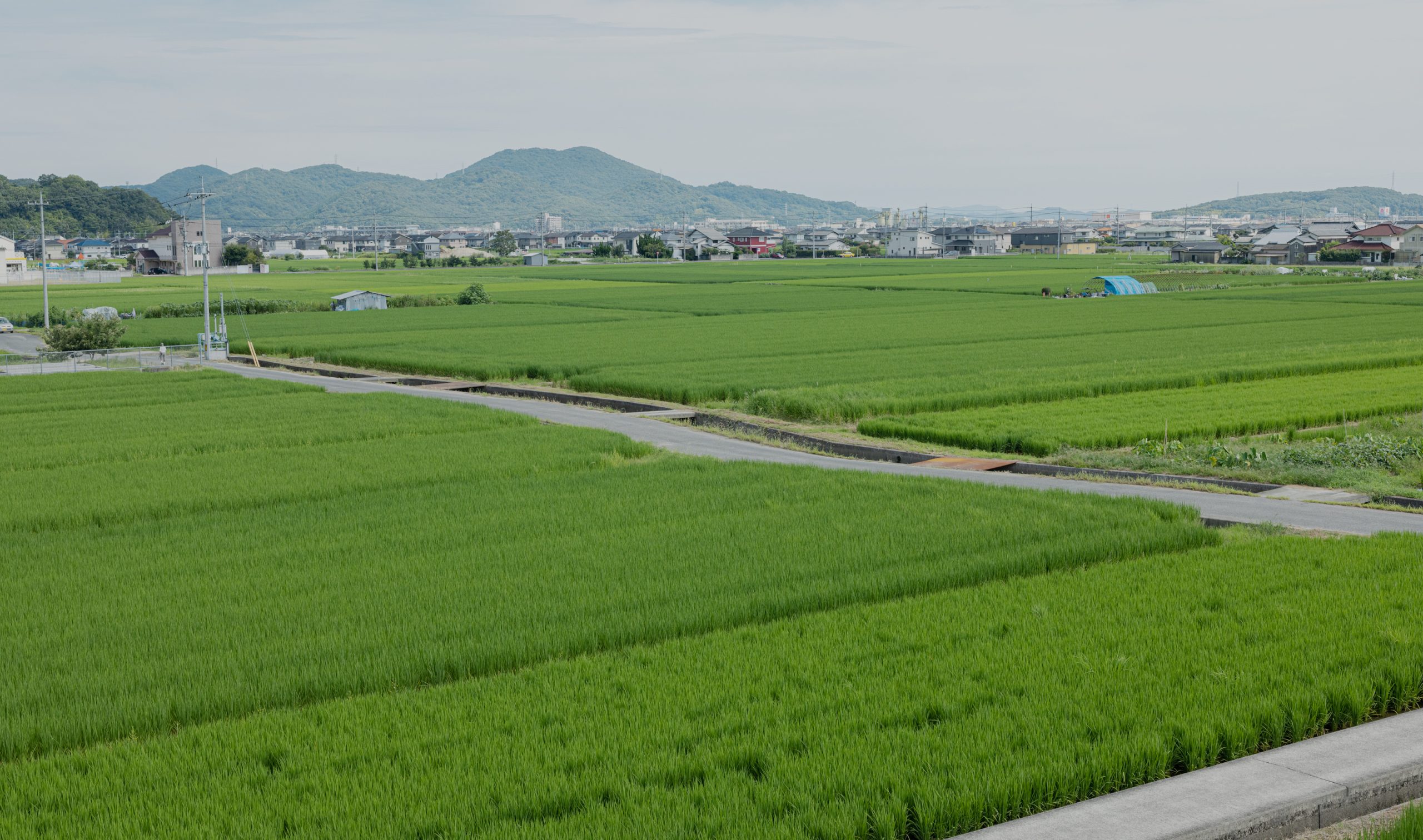 岡山県 御前酒 稲ロゴラベル 雄町50 香酒 - 500ml日本酒 地酒専門 蔵元特約店 曲者酒店