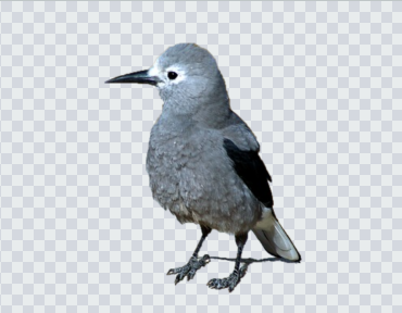 OpenCVで画像のアルファチャンネル 透過度 を扱う技術的特異点