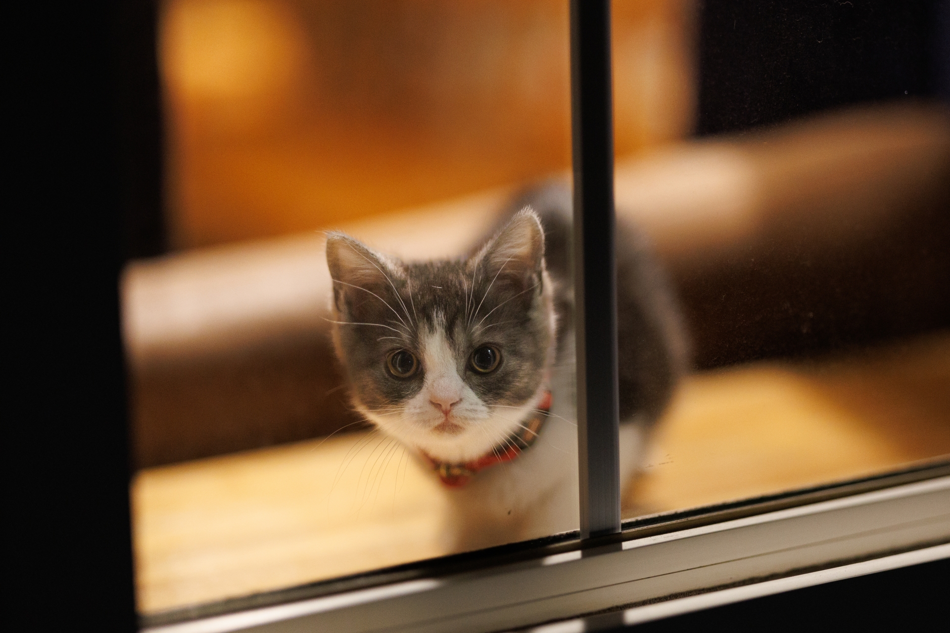 おすすめの屋外・屋内防犯カメラ 2025年最新版プロが選ぶメーカー・機種