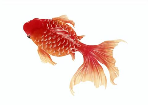 金魚すくいの写真素材写真素材なら「写真AC」無料 フリー ダウンロードOK