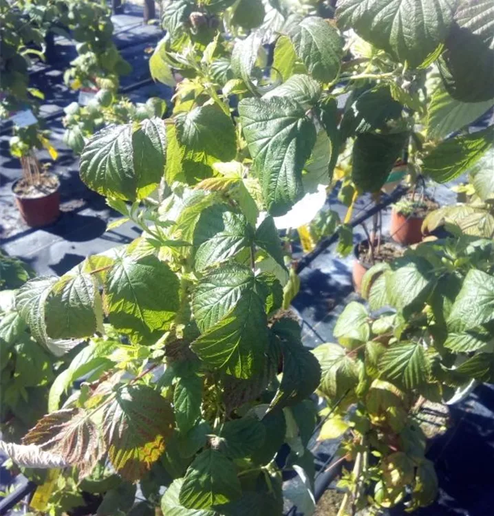 Rubus idaeus Aroma Queen -