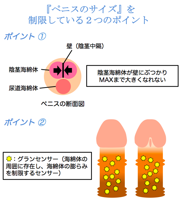 デカチン計画】トレーニングで巨根を手に入れる。ペニス増大で満足度UP｜あんしん通販コラム