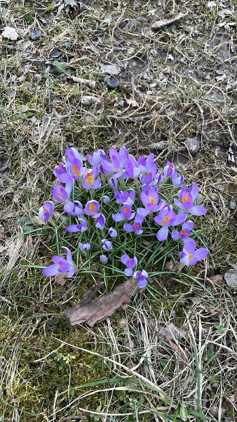 複雑な花柄のアイコン セットを持つキリスト教の十字架のコレクションは、宗教的な象徴性と繊細な花を組み合わせ、意味のある視覚的なモノクロ表現ベクトル図を作成しますPremiumベクトル素材