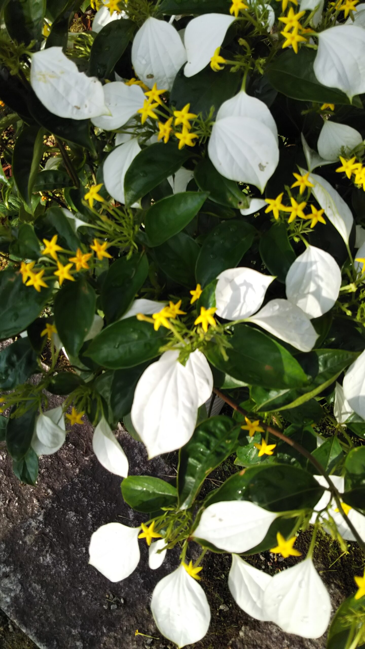 こんろんか Mussaenda parviflora